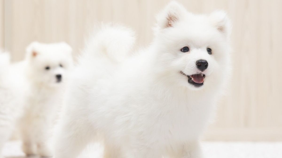 Samoyed Cafe Al Nagoya Sakae - Panduan Restoran - TableCheck