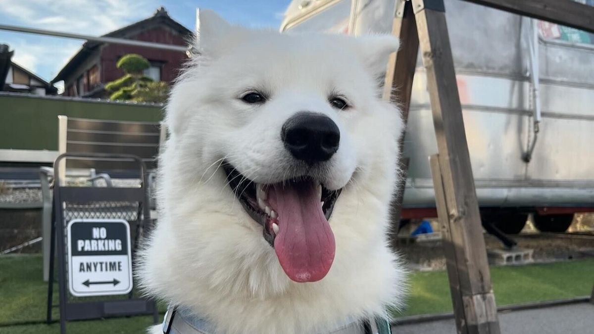 あ*餅様 Westone The Rail Samoyed Bichon cafe 奈良店 - Restaurant Guide - TableCheck