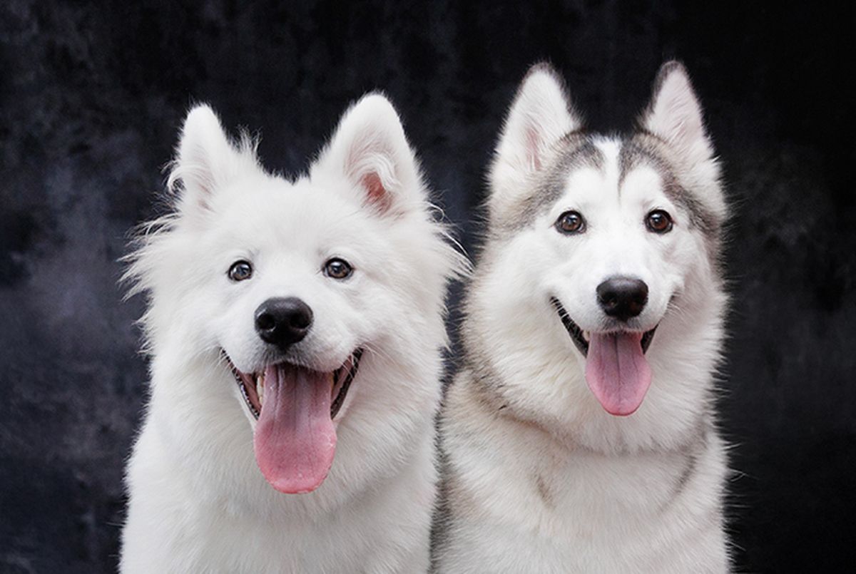 サモエドカフェスマイル - Restaurant Guide - TableCheck