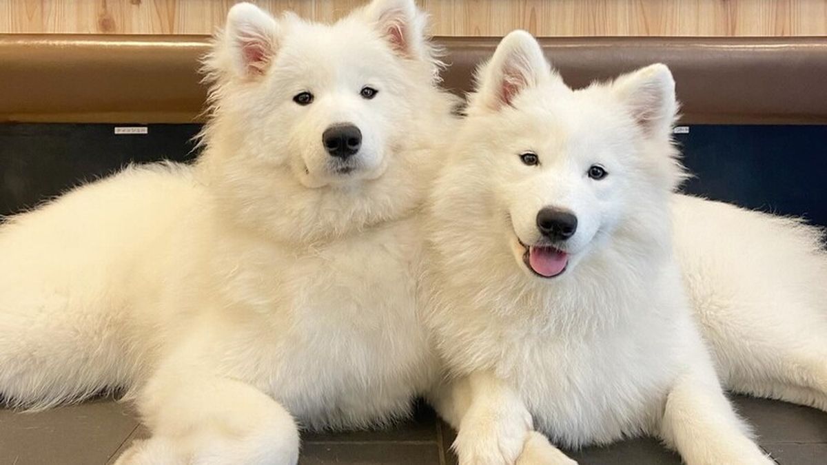 ファッション Cho! TableCheck - Guide Restaurant - Store Harajuku Samoyed バッグ