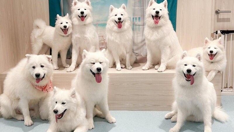 Samoyed Cafe Al Machida