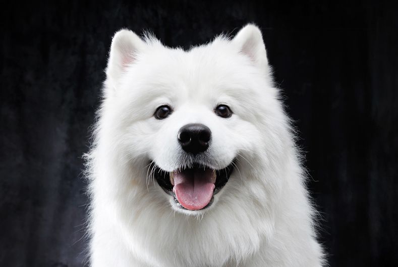 Samoyed  Cafe Smile