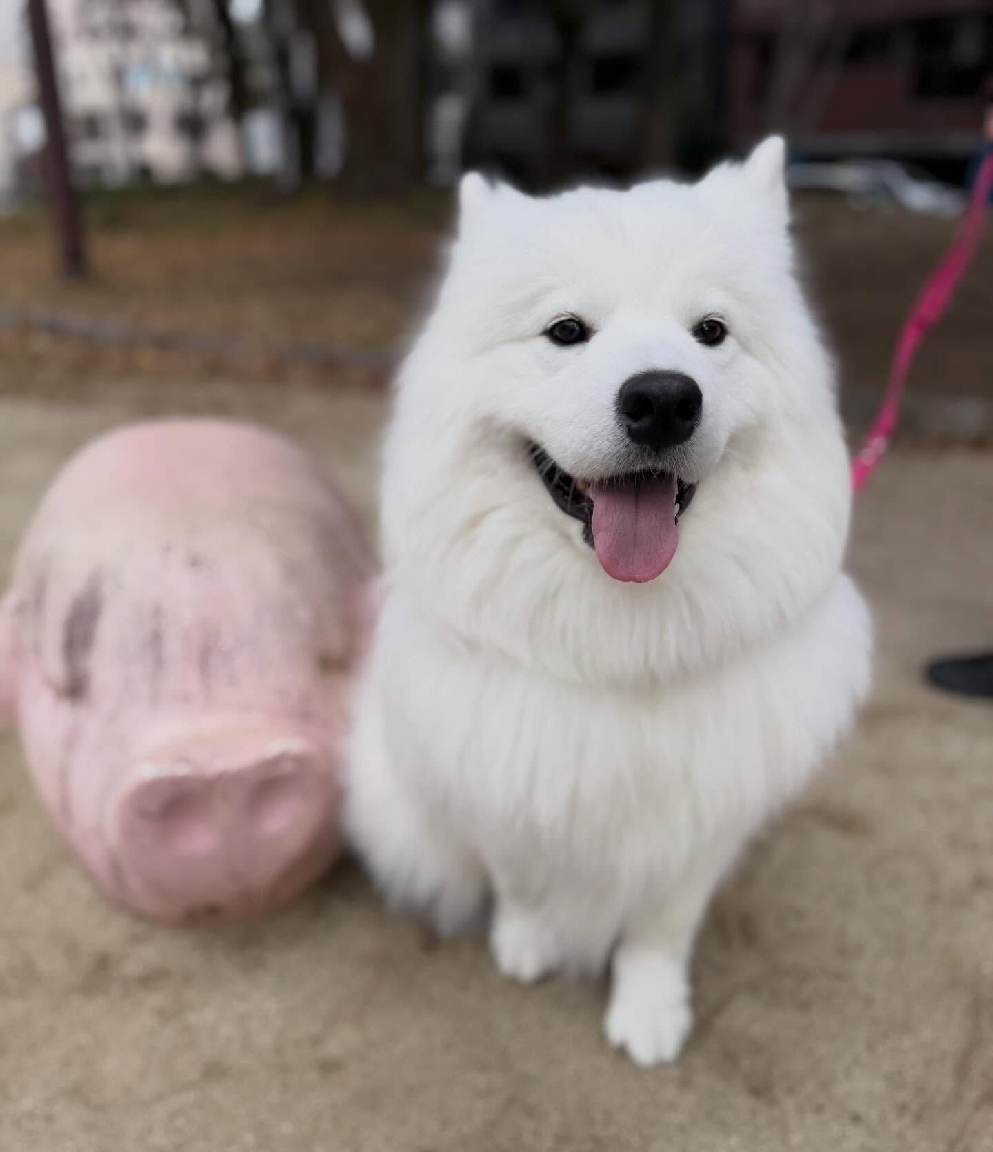 Large Dog SMILE LAND
