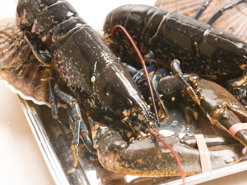 デギュスタシオン