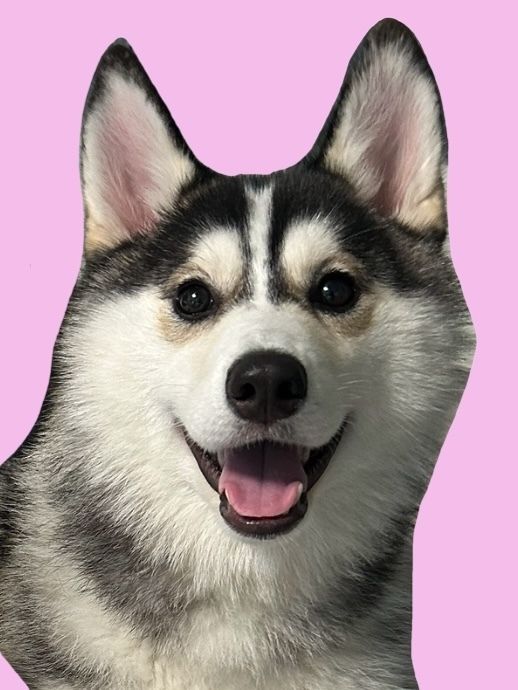 Weekends and Holidays: Regular ticket (50 minutes)