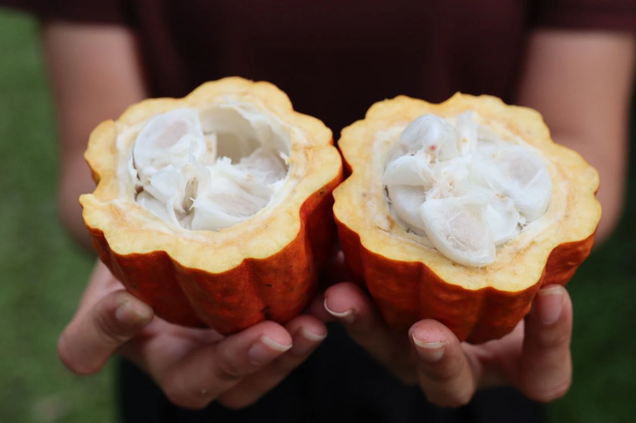 カカオジャーニーコース