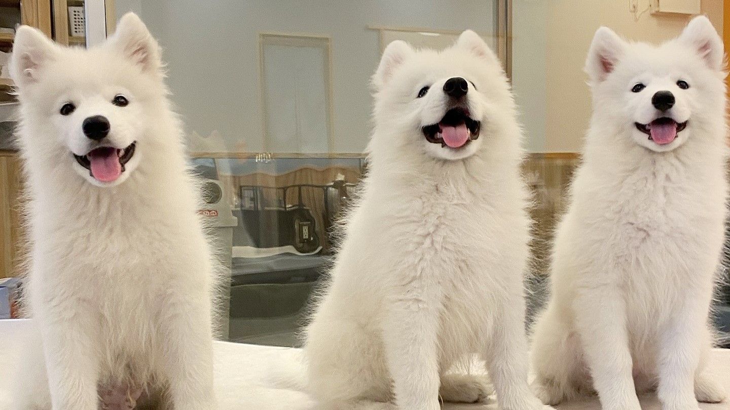 Samoyed Cafe Al Sendai