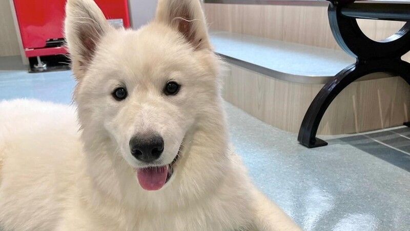 Samoyed Cafe Al Shibaura