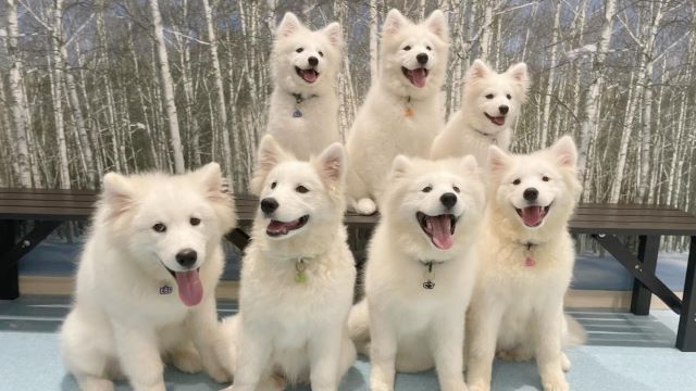 Samoyed Cafe Al Asakusa