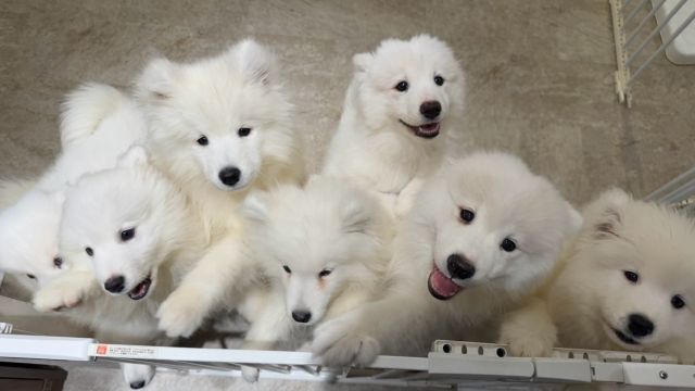 SAMOYED PARK Fukuoka Tenjin store