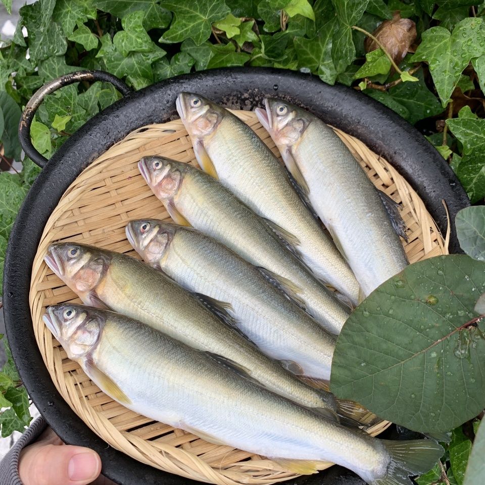 【初夏限定】鮎と川海苔のパエリアコース［お飲物付］ ¥14,500（税抜）