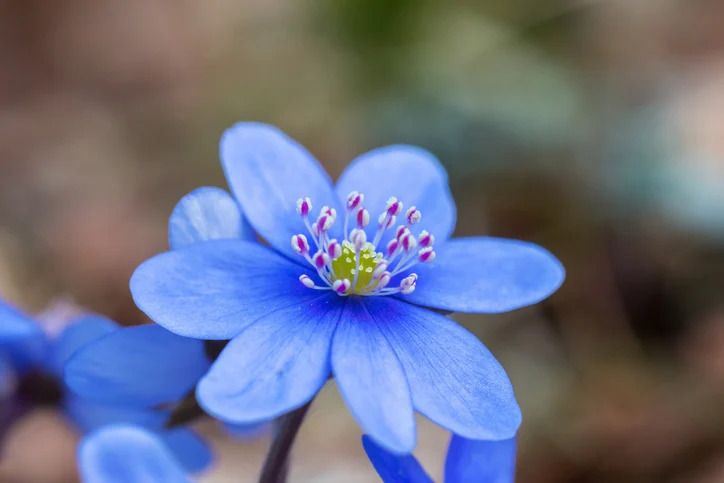 【ディナー】月替わりの花のコース