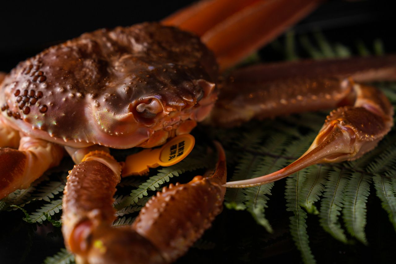 鮨と蟹コース　66,000円