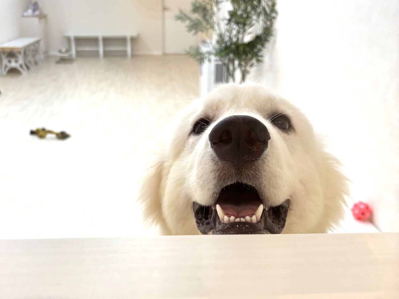 【土曜　学割】ひともふコース（60分）