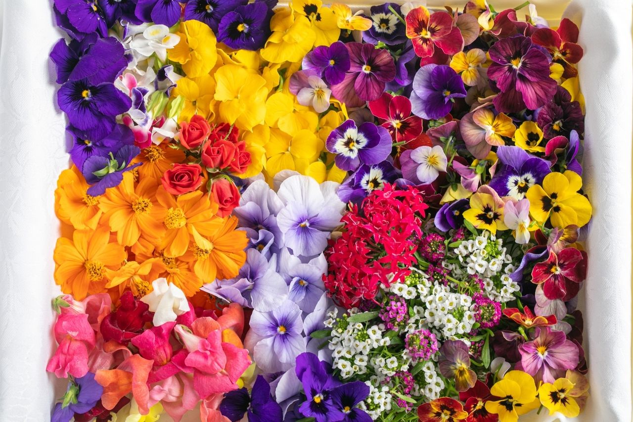 期間限定デザートコース