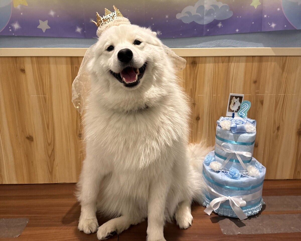 【18時枠限定】アルちゃんバースデーイベント