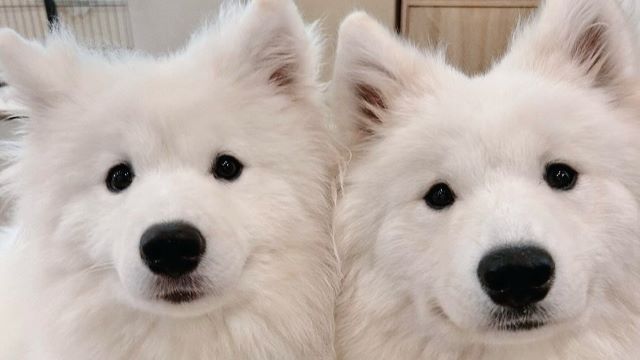 Samoyed Cafe Al KYOTO KAWARAMACHI