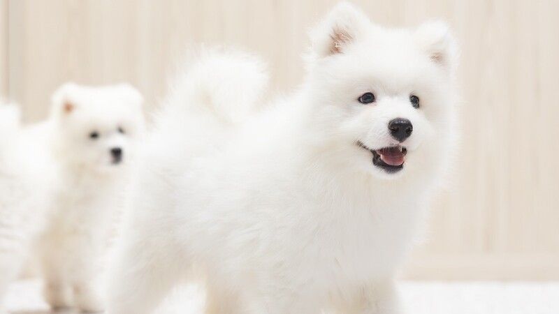 Samoyed Cafe Al Nagoya Sakae