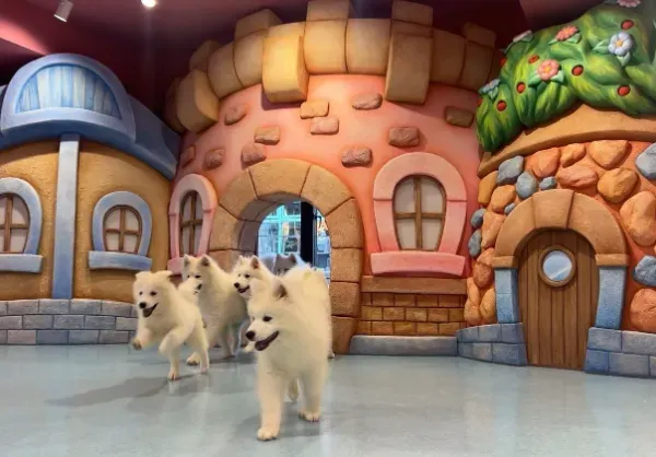 Cho! Samoyed Tsutenkaku store