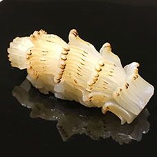 昼　お鮨のおまかせ（お鮨12カン～/赤だし）