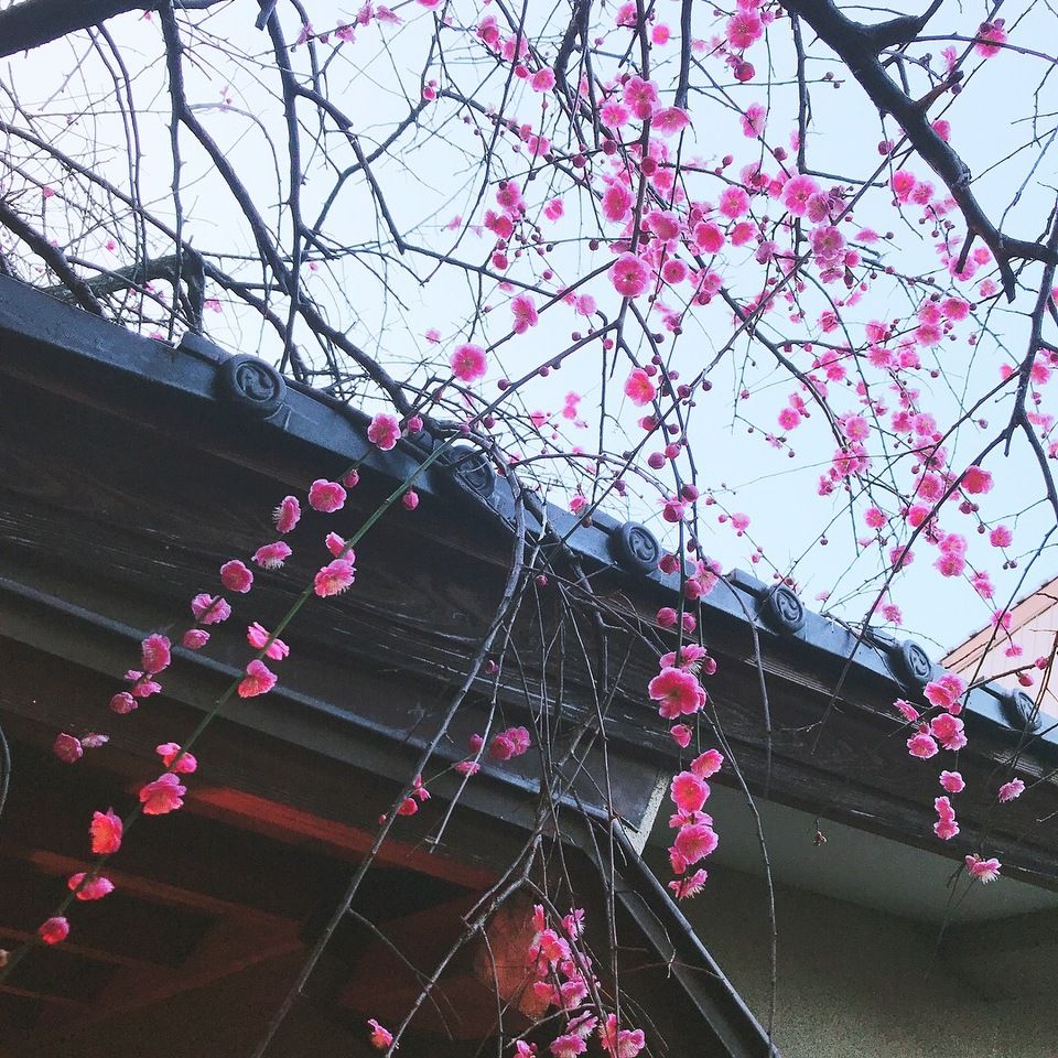 先付・造り・季節の一品料理・鰻重梅付会席（夜のみ　御予約２日前迄＊１日２組様）