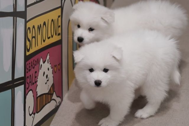 Cho! Samoyed Tsutenkaku store