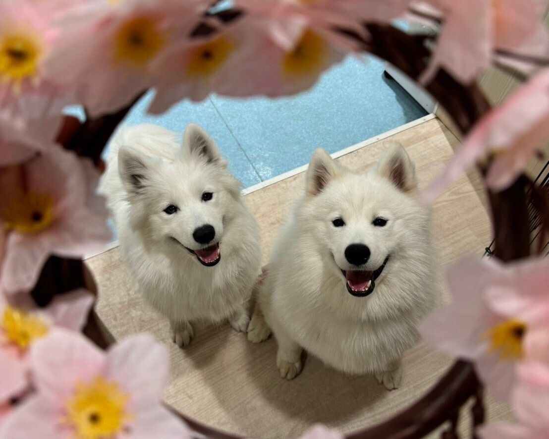 Weekends and Holidays: Regular ticket (50 minutes)