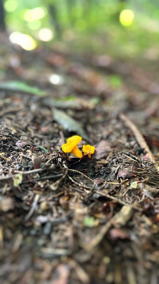 お子様メニュー