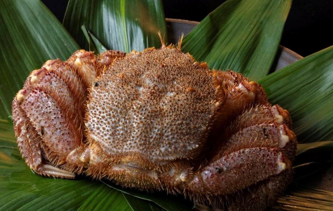 Abalone and Extra Large Hairy Crab Course 【Up to 3 people】 (The listed price is for 1 person)