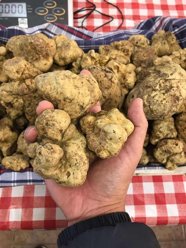 【Menù Medio】メディオコース