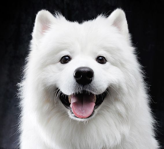 Reservations (Saturdays, Sundays, and holidays)