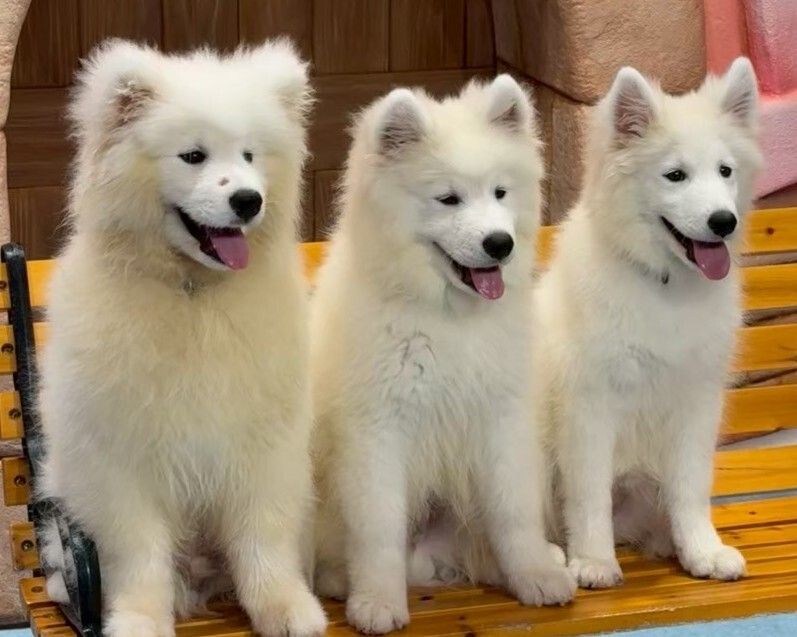  Regular ticket (50 minutes)