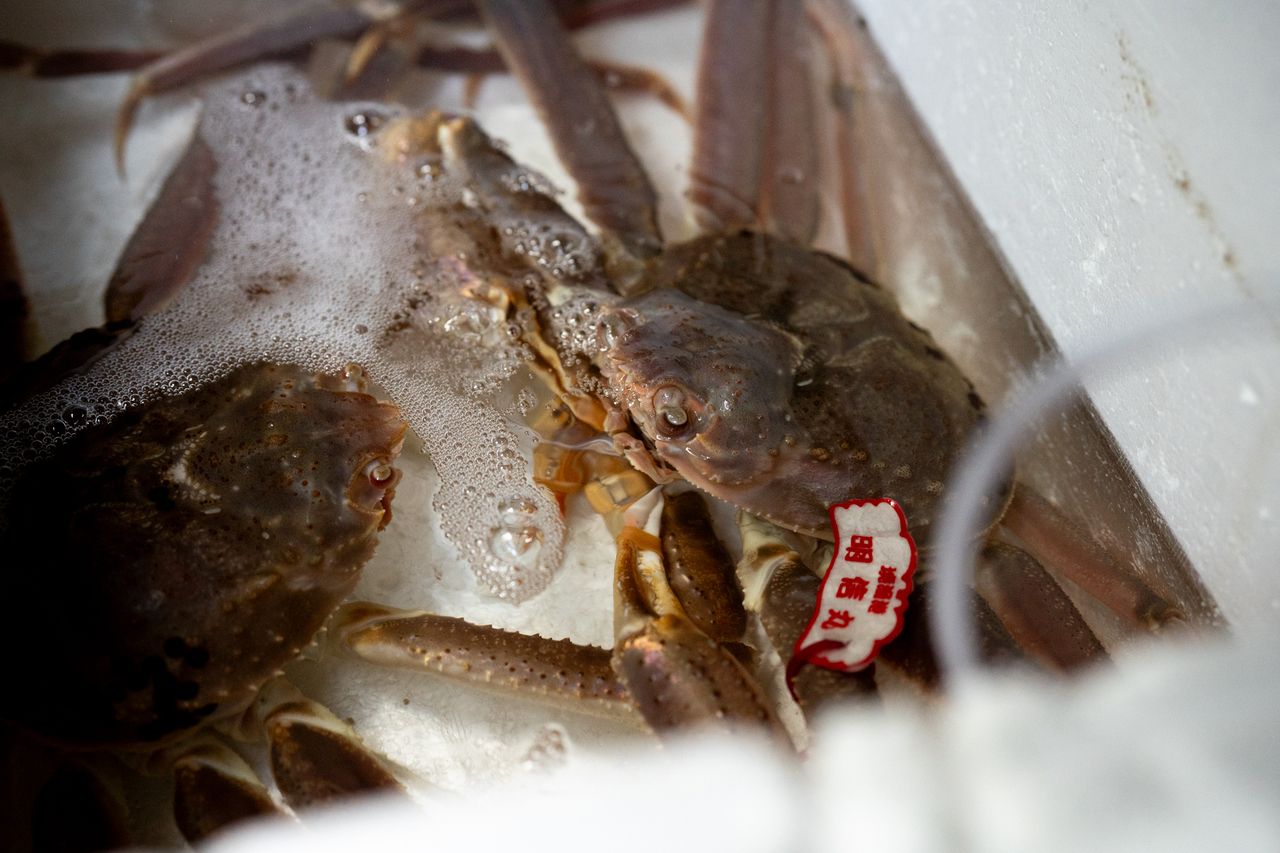 Live Matsuba crab course