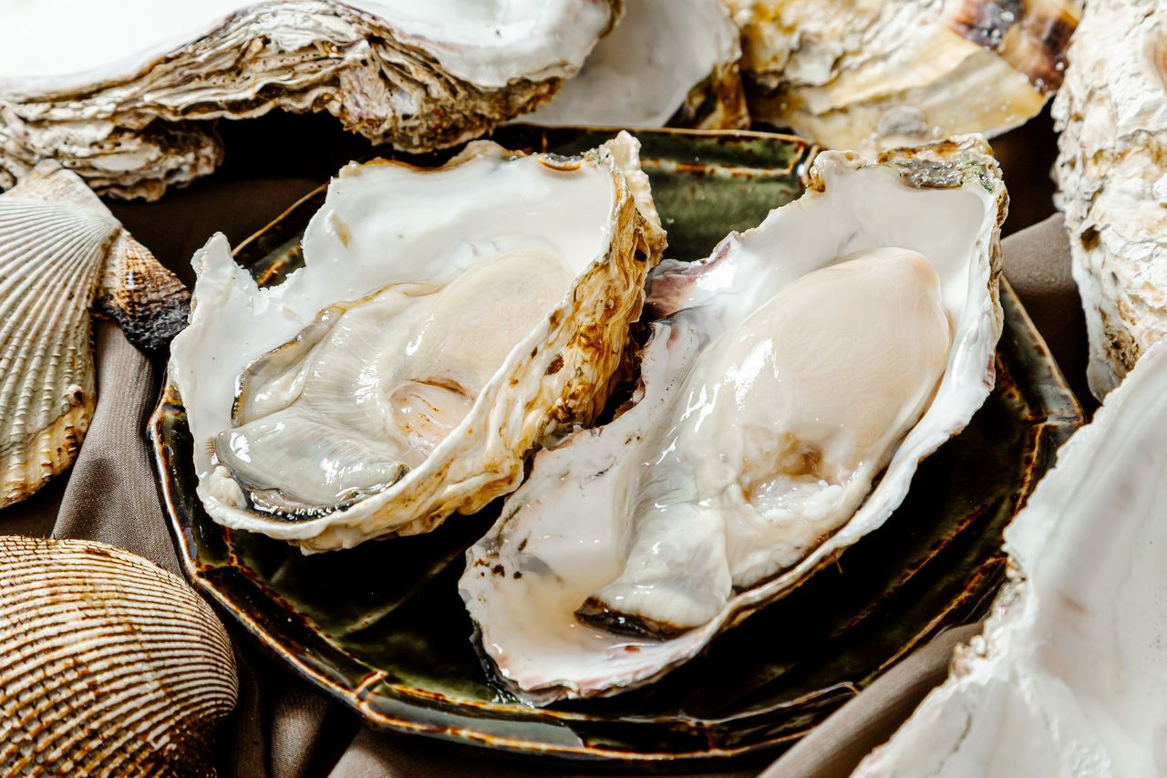 Wadatsumi 조개의 스탠다드 코스