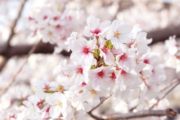 櫻花特餐套餐+含吐司飲品