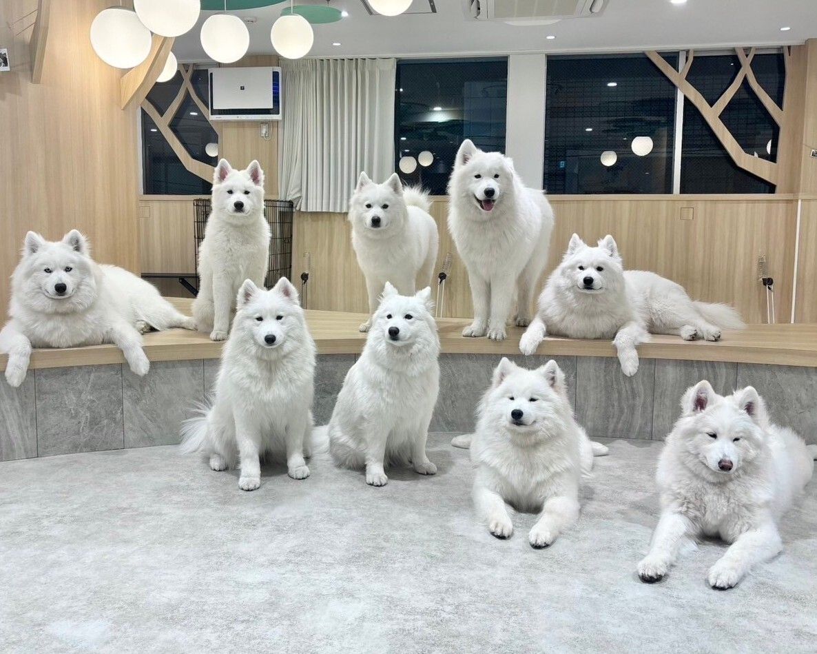 Samoyed サモエド　ウールコート Samoyed サモエド ウールコート 【公式通販】