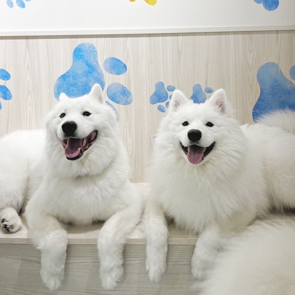 Samoyed Cafe Al Nagoya Sakae - Restaurant Guide - TableCheck