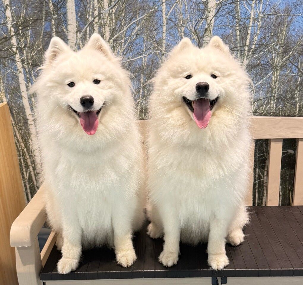 Samoyed Cafe Al Nagoya Sakae - Panduan Restoran - TableCheck Samoyed Cafe Al Nagoya Sakae - Panduan Restoran - TableCheck