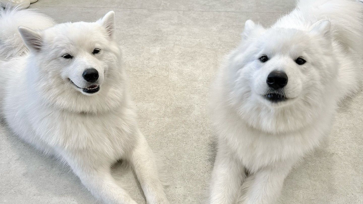 サモエドカフェアル仙台店 - Restaurant Guide - TableCheck