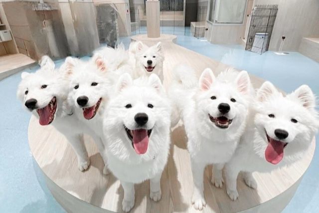 freckle seoul sinoon glowny samoyed フェケテ Samoyed Cafe in Seoul: A Must-Visit for Dog Lovers