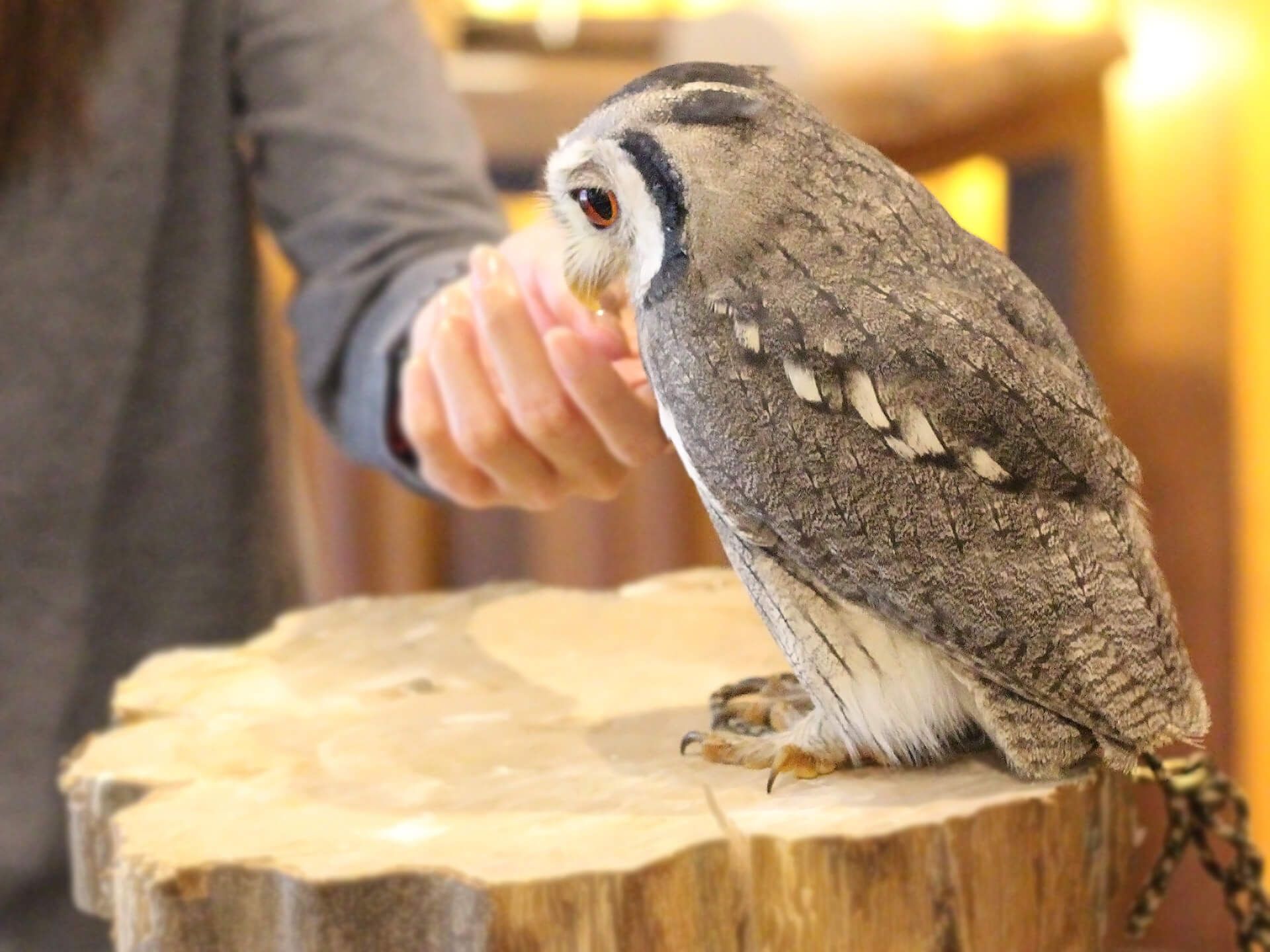 OsakaShinsaibashi Happy Owl Cafe Chouette - Restaurant Guide