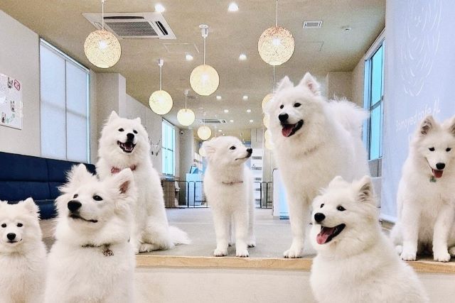 Samoyed Cafe Al KYOTO KAWARAMACHI - Restaurant Guide - TableCheck