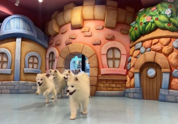 Cho! Samoyed Tsutenkaku store - Restaurant Guide - TableCheck