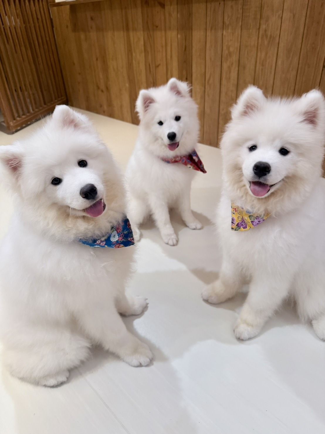 サモエド samoyed ニットベスト SAMOYED BASE - サモエドベース | 今流行りのきのこさんになってみまし